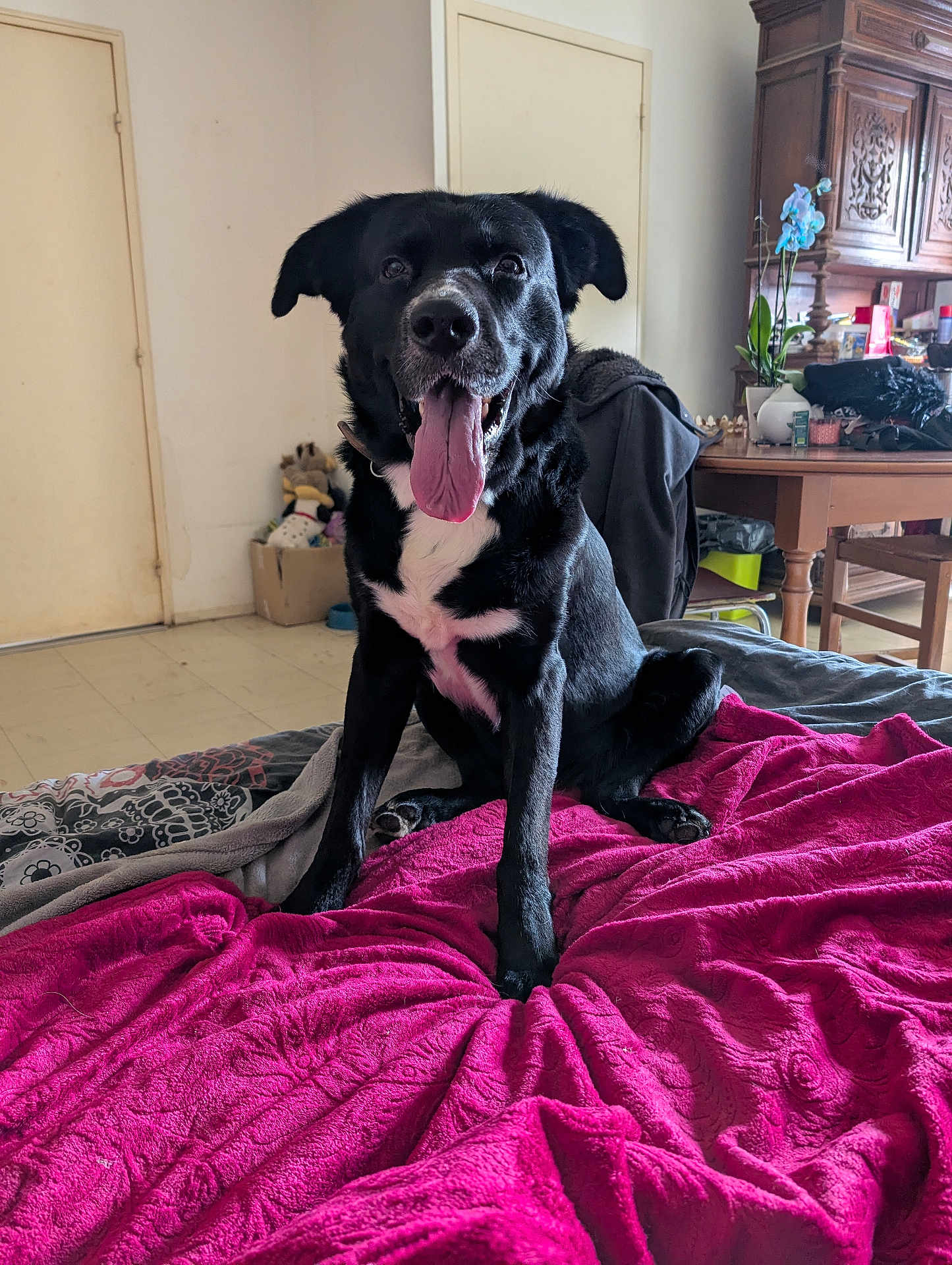 Major participe au concours pour gagner de l'argent avec cette photo : animal, bed, black_dog, blanket, canine, chair, cozy_room, dog, domestic_animal, door, floor, furniture, happy, houseplant, indoor, pet, pink_blanket, table, tongue_out, wooden_furniture