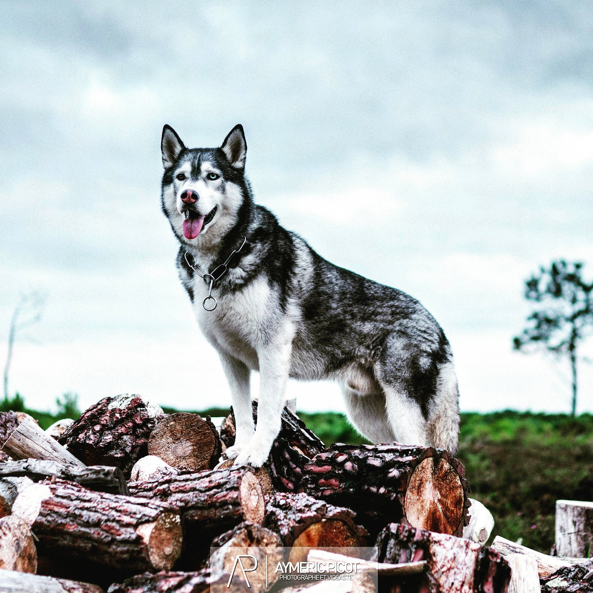 Hasko a rejoint le concours — aidez-le/la à gagner de superbes lots ! art, canidae, canis, carnivore, cloud, dog, dog_breed, grass, plant, rock, siberian_husky, sky, sled_dog, snout, sporting_group, tail, terrestrial_animal, tree, working_animal, working_dog