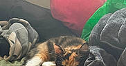 Chaos joined the competition — help win amazing prizes! bed, bedroom, blanket, calico, cat, cozy, cushion, electronic_device, furry, green_bag, indoors, kitten, paws, pet, pillow, pink_cushion, relaxed, resting, sleeping, whiskers