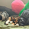 bed, bedroom, blanket, calico, cat, cozy, cushion, electronic_device, furry, green_bag, indoors, kitten, paws, pet, pillow, pink_cushion, relaxed, resting, sleeping, whiskers