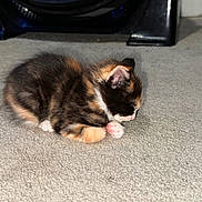 Chaos is registered to the contest to win money with this photo: animal, black_fur, calico, carpet, cat, cozy, curled_up, ears, floor, furniture, furry, indoor, kitten, nap, orange_fur, pet, pink_paws, sleeping, whiskers, white_fur