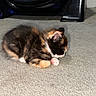 animal, black_fur, calico, carpet, cat, cozy, curled_up, ears, floor, furniture, furry, indoor, kitten, nap, orange_fur, pet, pink_paws, sleeping, whiskers, white_fur