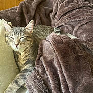 Pretti is registered to the contest to win money with this photo: cat, sleeping, blanket, bed, cozy, fur, indoor, resting, tabby, cute, pet, animal, comfort, relaxation, paw, whiskers, feline, soft, nap, domestic