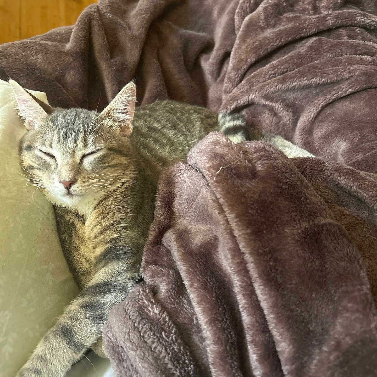 Pretti is registered to the contest to win money with this photo: animal, bed, blanket, cat, comfort, cozy, cute, domestic, feline, fur, indoor, nap, paw, pet, relaxation, resting, sleeping, soft, tabby, whiskers