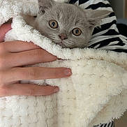 Coco a rejoint le concours — aidez-le/la à gagner de superbes lots ! kitten, cat, animal, pet, blanket, hand, striped_clothing, fur, cute, domestic_animal, young, soft_texture, indoor, comfort, cozy, holding, curious, face, small, wrapped