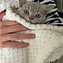 kitten, cat, animal, pet, blanket, hand, striped_clothing, fur, cute, domestic_animal, young, soft_texture, indoor, comfort, cozy, holding, curious, face, small, wrapped