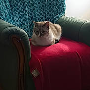 Boudha participe au concours pour gagner de l'argent avec cette photo : cat, armchair, blanket, furniture, indoor, pet, cozy, resting, fur, domestic_animal, seat, home, relaxation, animal, living_room, comfort, soft_texture, pattern, light, shade