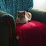 cat, armchair, blanket, furniture, indoor, pet, cozy, resting, fur, domestic_animal, seat, home, relaxation, animal, living_room, comfort, soft_texture, pattern, light, shade