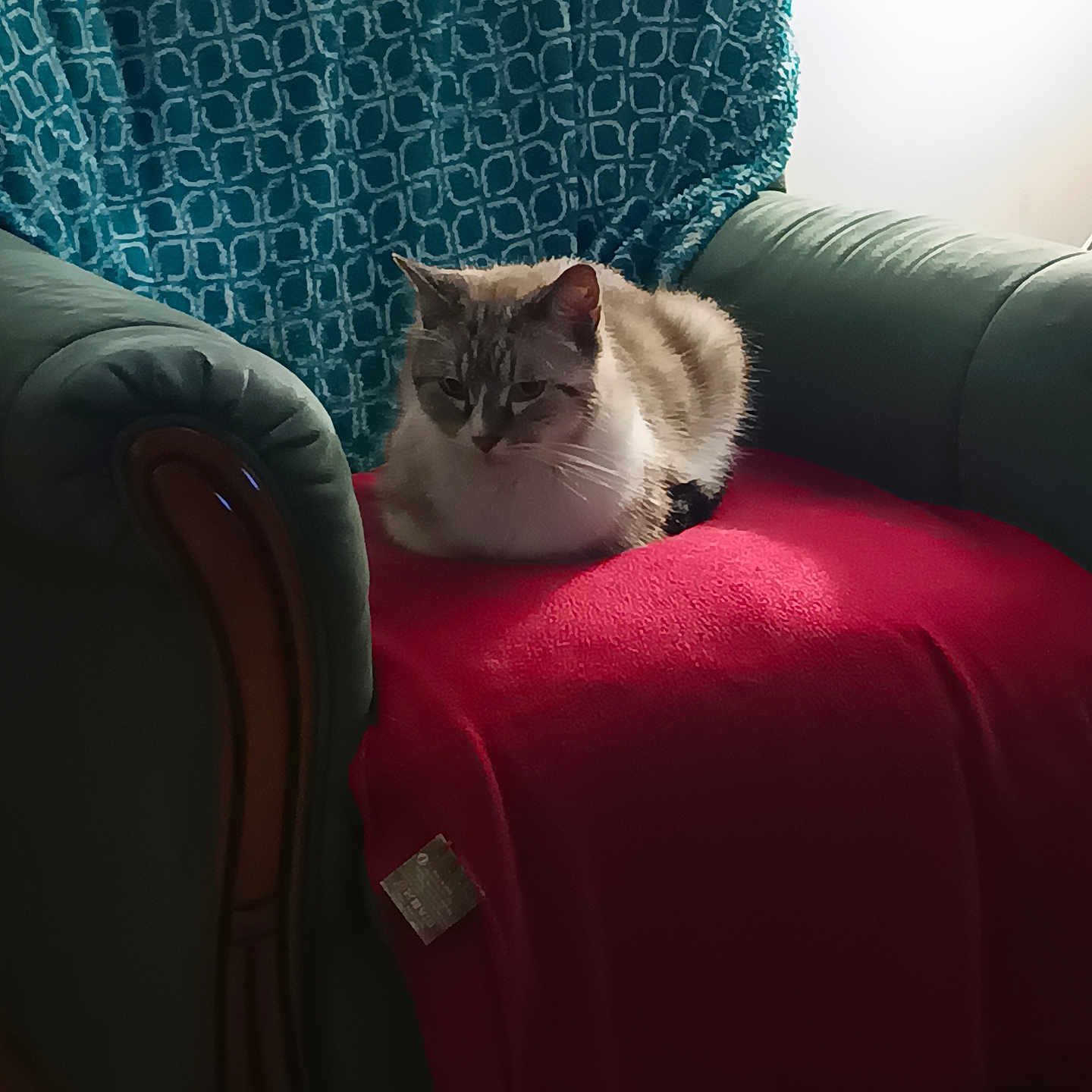 Boudha participe au concours pour gagner de l'argent avec cette photo : animal, armchair, blanket, cat, comfort, cozy, domestic_animal, fur, furniture, home, indoor, light, living_room, pattern, pet, relaxation, resting, seat, shade, soft_texture