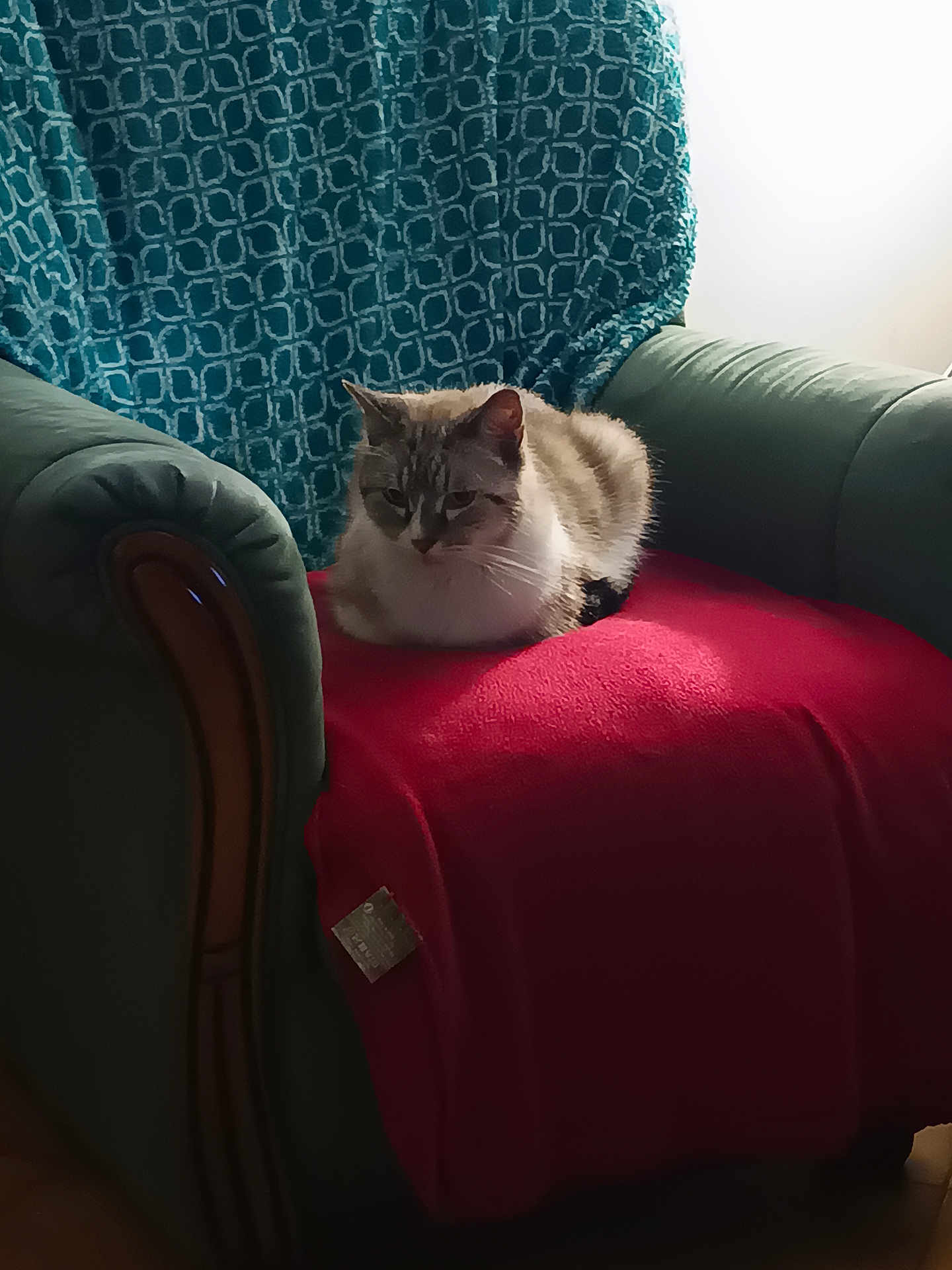 Boudha participe au concours pour gagner de l'argent avec cette photo : cat, armchair, blanket, furniture, indoor, pet, cozy, resting, fur, domestic_animal, seat, home, relaxation, animal, living_room, comfort, soft_texture, pattern, light, shade