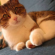 Mooglie a rejoint le concours — aidez-le/la à gagner de superbes lots ! cat, tabby, white, pet, animal, feline, indoor, couch, blue_couch, relaxed, close_up, whiskers, ears, paw, fur, domestic_cat, looking, cozy, home, soft_light