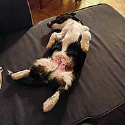 Aldo participe au concours pour gagner de l'argent avec cette photo : dog, sleeping, couch, indoor, relaxed, pet, fur, belly_up, black_and_white, floor, tile, wooden_chair, resting, domestic, animal, paws, living_room, cozy, comfort, furniture