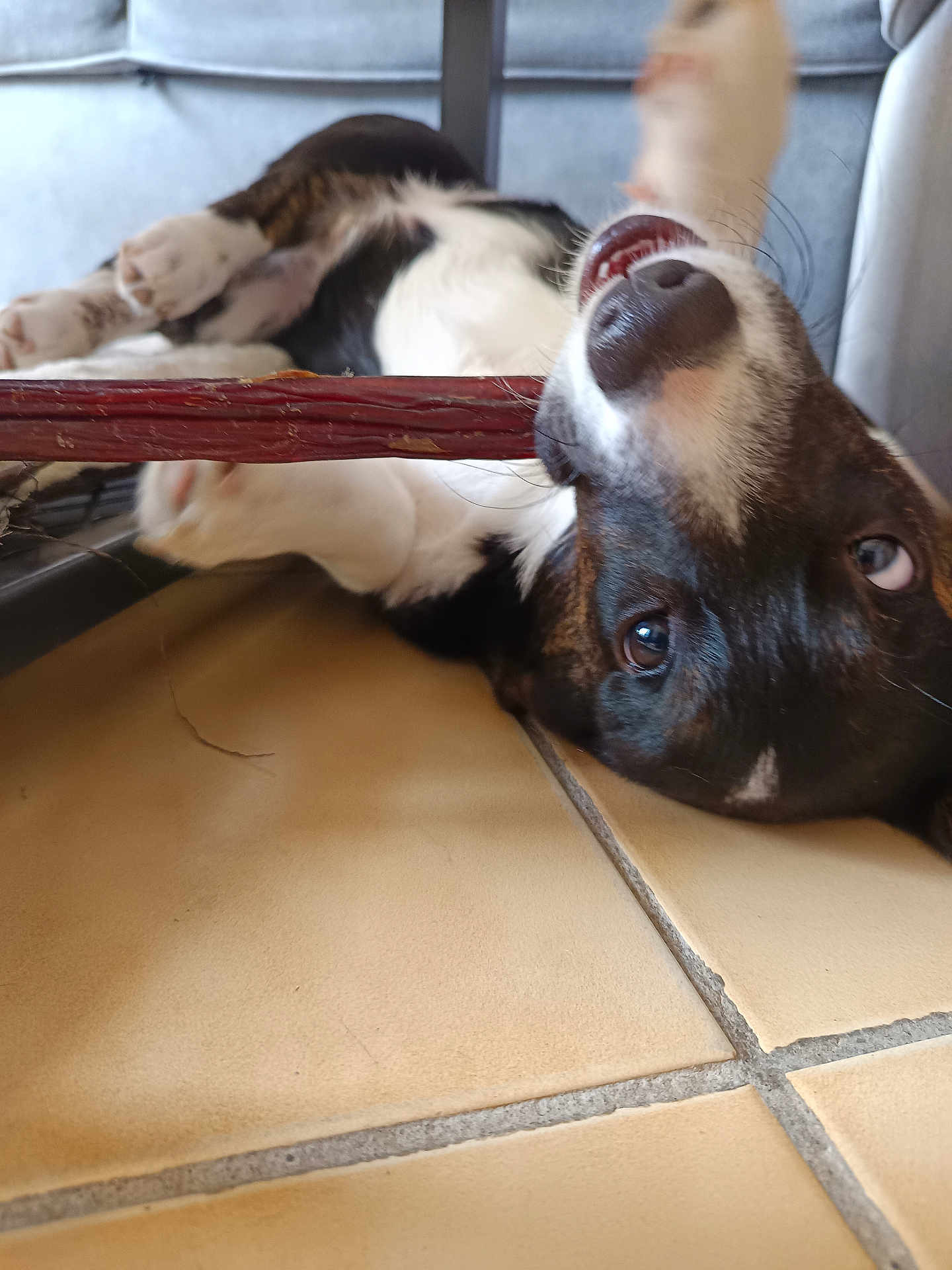 Aldo a rejoint le concours — aidez-le/la à gagner de superbes lots ! dog, puppy, playful, chew_stick, floor, tile, pet, lying_down, mouth, paw, indoor, black_and_white, closeup, animal, cute, happy, young_dog, canine, fur, nose