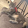 cat, gray_tabby, red_collar, lounging, chair, indoor, pet, feline, relaxed, cushion, floor_tiles, bar_stool, domestic_animal, fur, whiskers, paws, tail, household, resting, looking