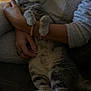 cat, tabby_cat, person, arm, hand, sweater, bracelet, couch, indoor, furniture, relaxing, pet, animal, fur, paws, legs, cozy, casual, comfort, resting