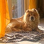 dog, chow_chow, pet, fluffy, indoor, blanket, curtain, sunlight, window, floor, animal, resting, leopard_print, feline, shadow, cozy, house, warm_light, relaxed, domestic