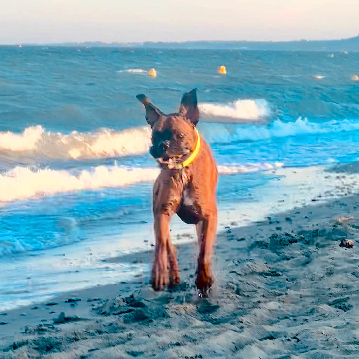 Uno a rejoint le concours — aidez-le/la à gagner de superbes lots ! animal, beach, bulldog, canine, coast, dog, fun, greatdane, horizon, nature, outdoors, pet, policedog, puppy, sea, shoreline, sky, terrier, vacation, water