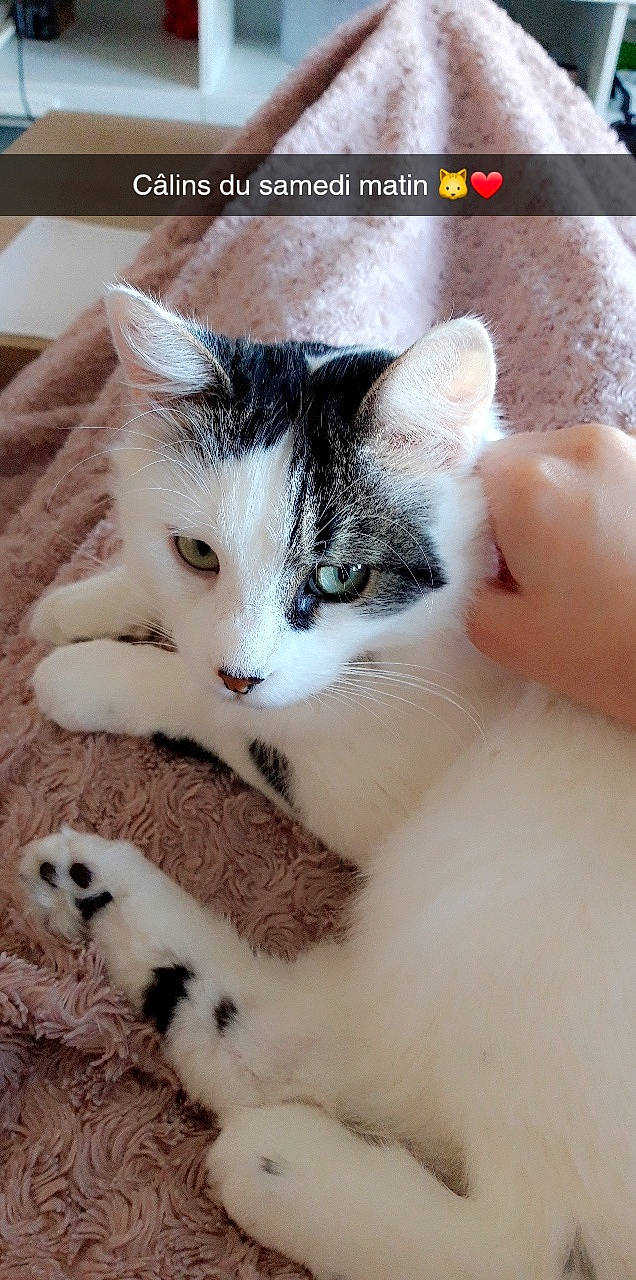 Dewey a rejoint le concours — aidez-le/la à gagner de superbes lots ! aegean_cat, asian, carnivore, cat, domestic_short_haired_cat, european_shorthair, felidae, fur, kitten, nose, paw, photo_caption, photography, polydactyl_cat, small_to_medium_sized_cats, whiskers