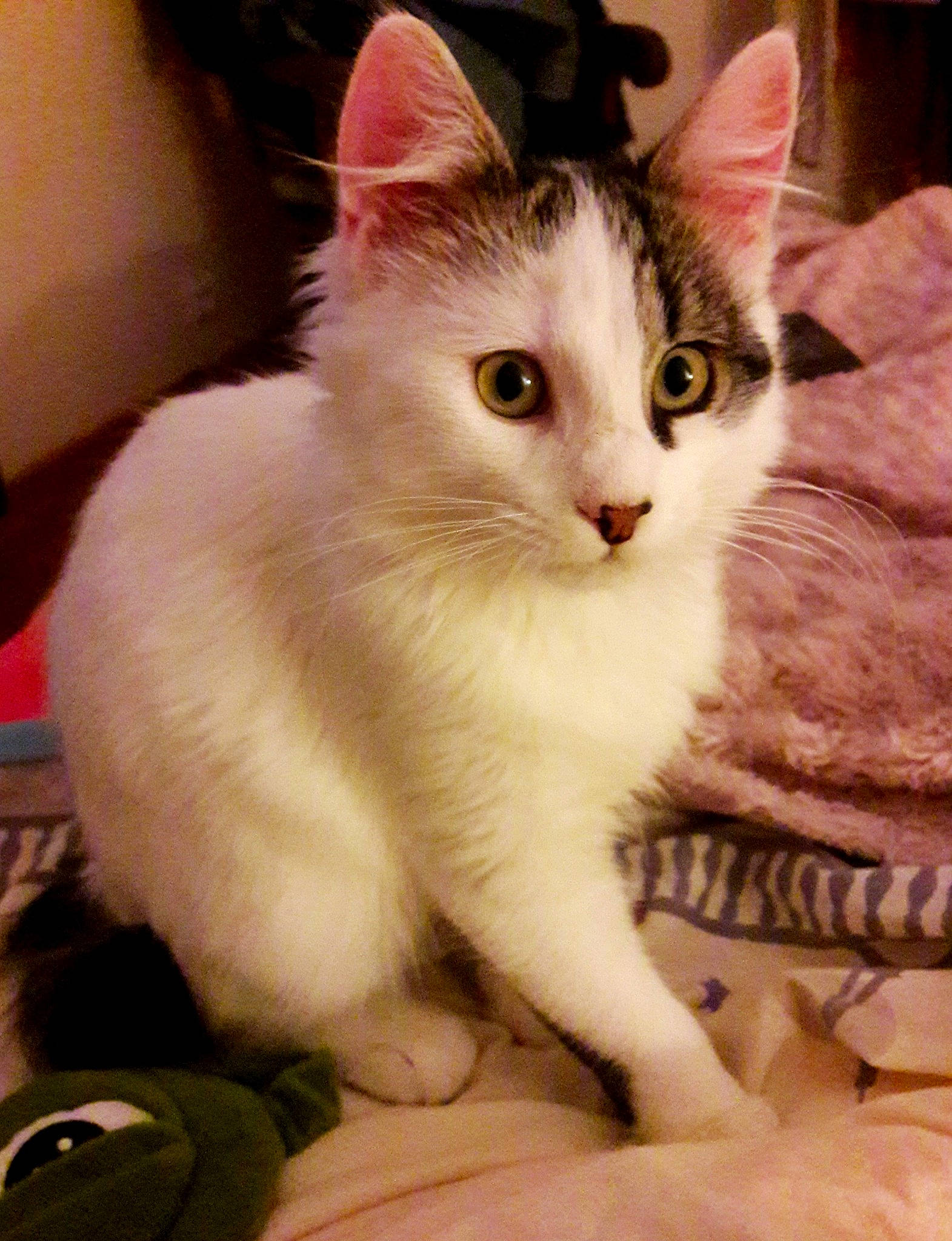 Dewey a rejoint le concours — aidez-le/la à gagner de superbes lots ! aegean_cat, american_curl, american_wirehair, asian, asian_semi_longhair, burmilla, carnivore, cat, domestic_long_haired_cat, domestic_short_haired_cat, eye, felidae, kitten, mammal, ragdoll, small_to_medium_sized_cats, turkish_angora, turkish_van, vertebrate, whiskers