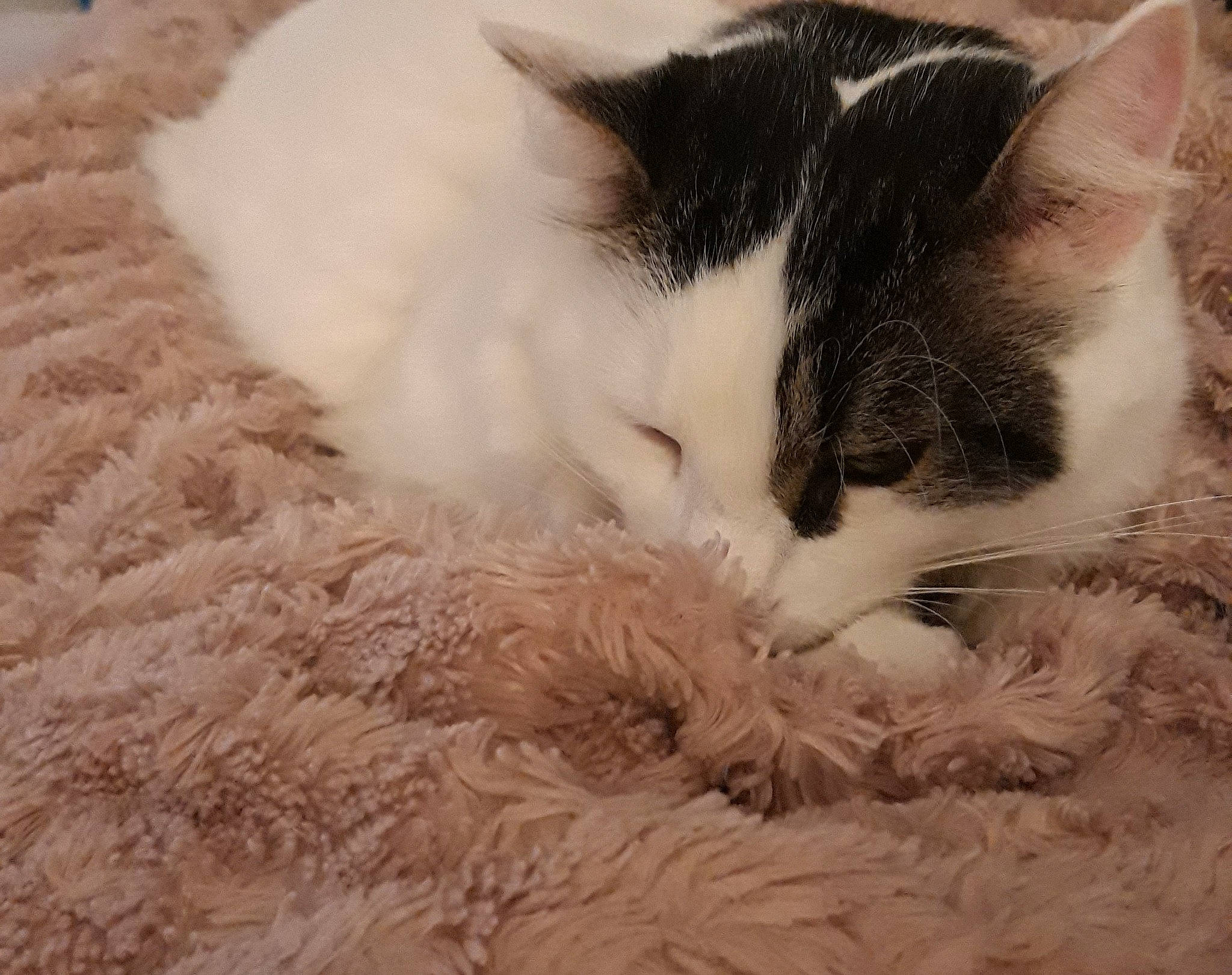 Dewey a rejoint le concours — aidez-le/la à gagner de superbes lots ! aegean_cat, black_and_white, carnivore, cat, domestic_long_haired_cat, domestic_short_haired_cat, felidae, fur, kitten, mammal, nap, norwegian_forest_cat, paw, polydactyl_cat, ragamuffin, ragdoll, small_to_medium_sized_cats, turkish_van, whiskers