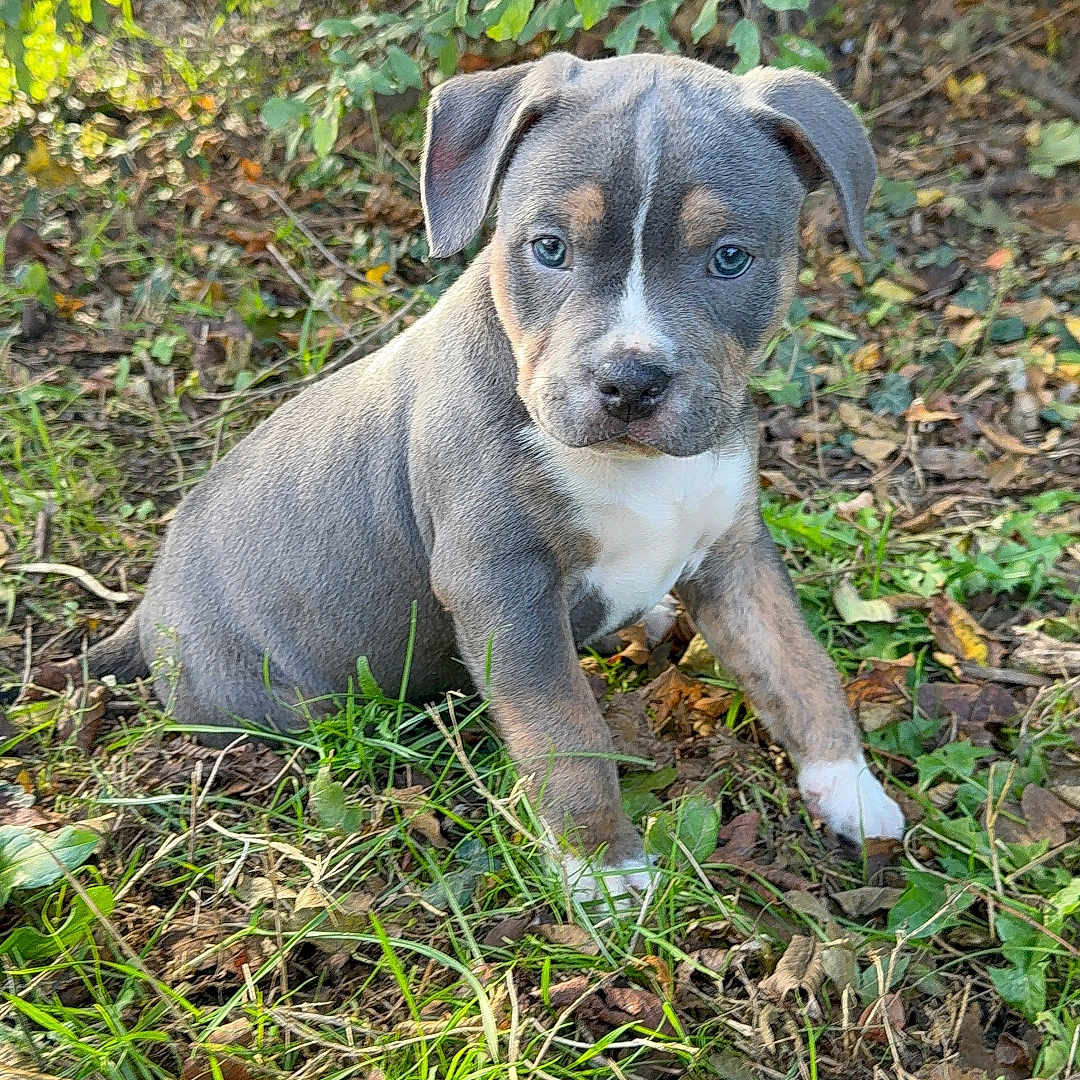 Ayka participe au concours pour gagner de l'argent avec cette photo : animal, background, canine, cute, daylight, dog, ears, eyes, fur, grass, greenery, leaves, nature, outdoor, pet, plant, puppy, sitting, snout, young_animal