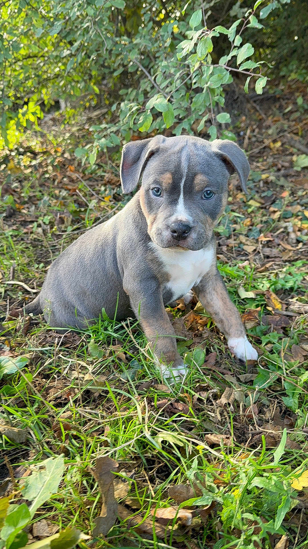 Ayka participe au concours pour gagner de l'argent avec cette photo : puppy, dog, grass, leaves, outdoor, nature, greenery, young_animal, pet, canine, sitting, fur, ears, eyes, snout, plant, daylight, cute, animal, background