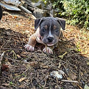 Ayka a rejoint le concours — aidez-le/la à gagner de superbes lots ! animal, brown, collar, curious, cute, dog, ears, eyes, face, ground, leaves, nature, outdoor, pet, puppy, small, snout, sunlight, twigs, young