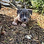 puppy, dog, outdoor, nature, leaves, twigs, brown, small, cute, animal, pet, ground, curious, young, ears, face, eyes, snout, collar, sunlight