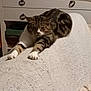 animal, blanket, cabinet, cat, couch, cozy, decor, domestic, furniture, furry, home, indoor, pet, pillow, relaxing, resting, soft, stretching, tabby_cat, whiskers