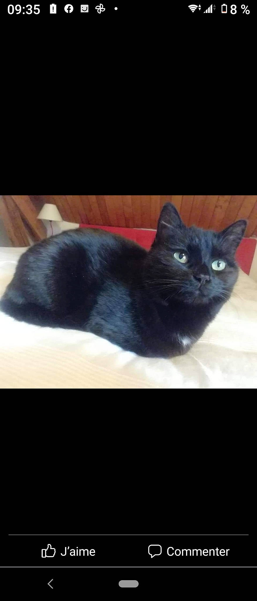 Lulu a rejoint le concours — aidez-le/la à gagner de superbes lots ! black_cat, bombay, carnivore, cat, claw, comfort, domestic_short_haired_cat, felidae, fur, grey, paw, rectangle, sitting, small_to_medium_sized_cats, snout, tail, terrestrial_animal, whiskers