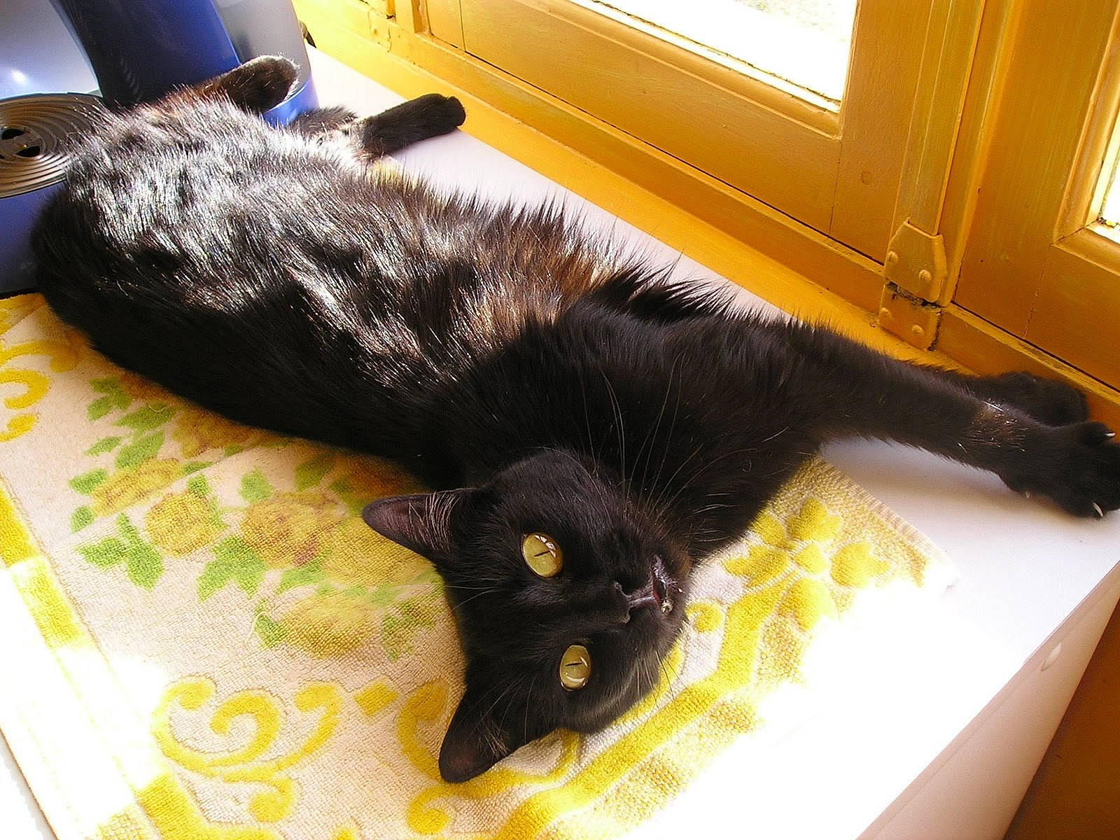 Lulu a rejoint le concours — aidez-le/la à gagner de superbes lots ! black_cat, bombay, carnivore, cat, claw, comfort, domestic_short_haired_cat, felidae, flooring, fur, mammal, paw, small_to_medium_sized_cats, snout, tail, terrestrial_animal, whiskers