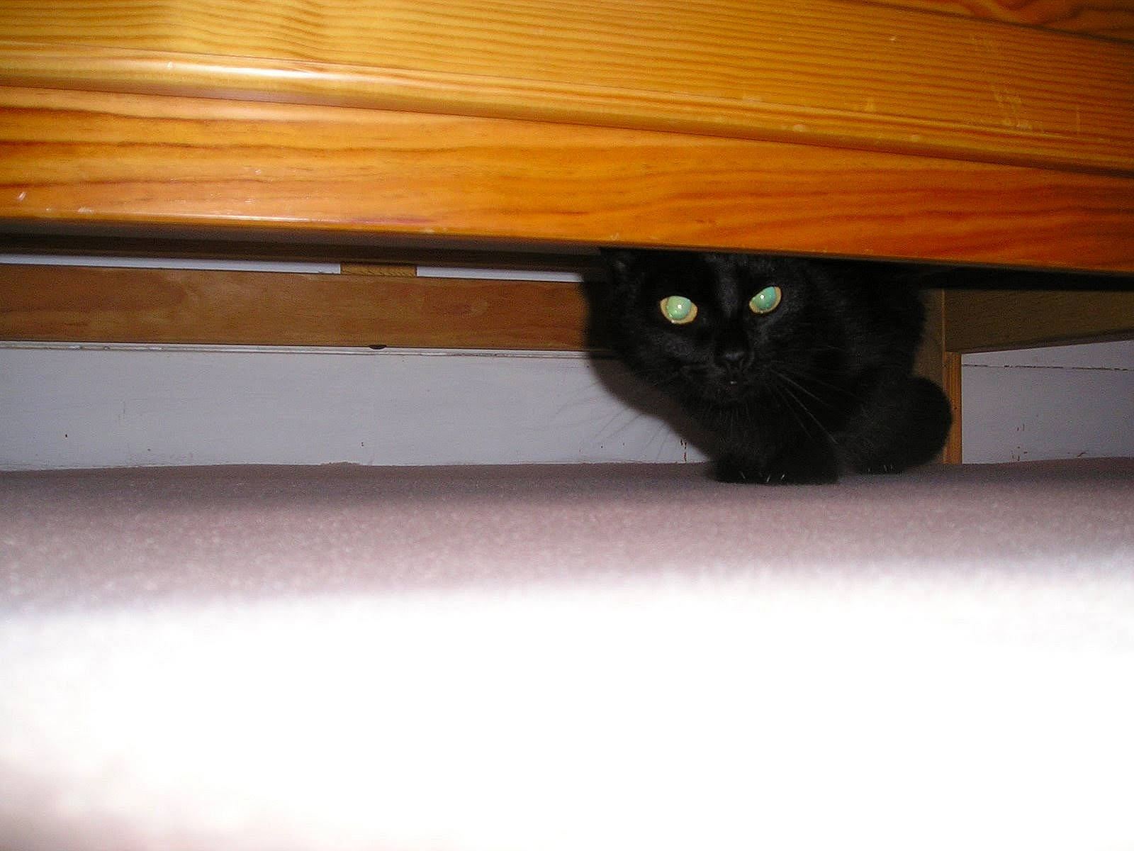 Lulu participe au concours pour gagner de l'argent avec cette photo : black_cat, bombay, carnivore, cat, domestic_short_haired_cat, drawer, felidae, flooring, hardwood, pattern, plank, plywood, rectangle, room, small_to_medium_sized_cats, tail, varnish, whiskers, wood, wood_stain