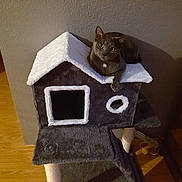 Cleo is registered to the contest to win money with this photo: cat, gray_cat, cat_tree, indoor, pet, feline, house_shaped_cat_tree, wooden_floor, wall, curious, relaxed, looking, animal, cozy, furniture, paw, texture, home, domestic, resting