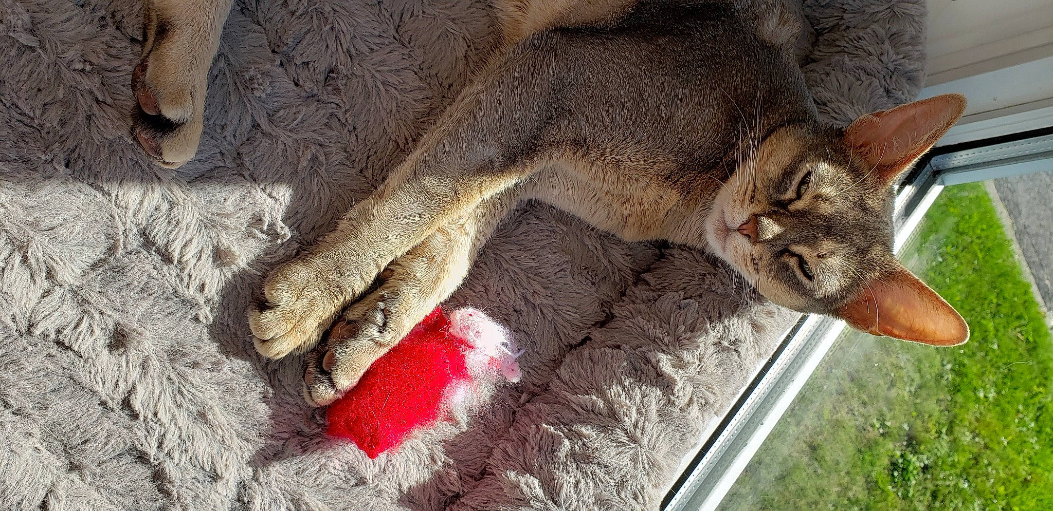 Jolie joined the competition — help win amazing prizes! carnivore, cat, domestic_short_haired_cat, felidae, fur, natural_material, small_to_medium_sized_cats, tabby_cat, vertebrate, whiskers