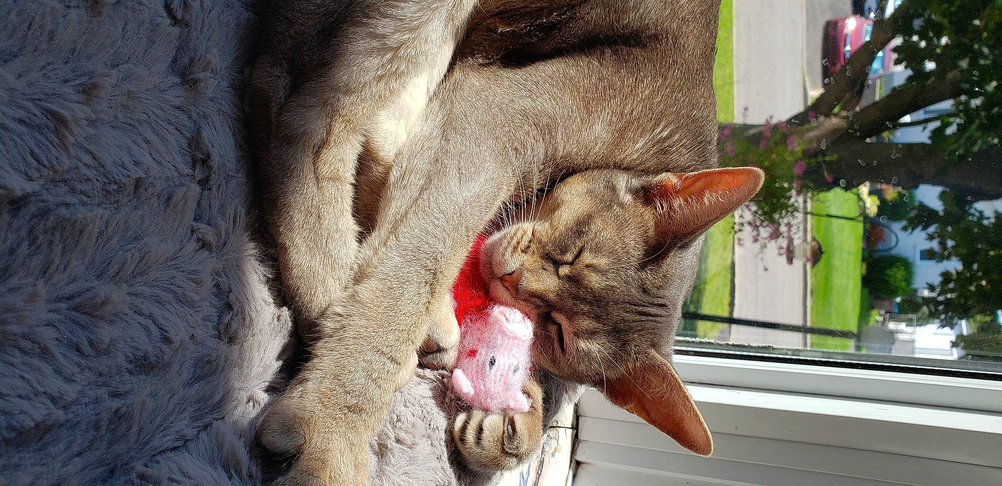 Jolie is registered to the contest to win money with this photo: carnivore, cat, claw, domestic_short_haired_cat, facial_expression, fang, fawn, felidae, fur, natural_material, paw, small_to_medium_sized_cats, snout, terrestrial_animal, toe, tongue, tooth, vertebrate, whiskers, yawn