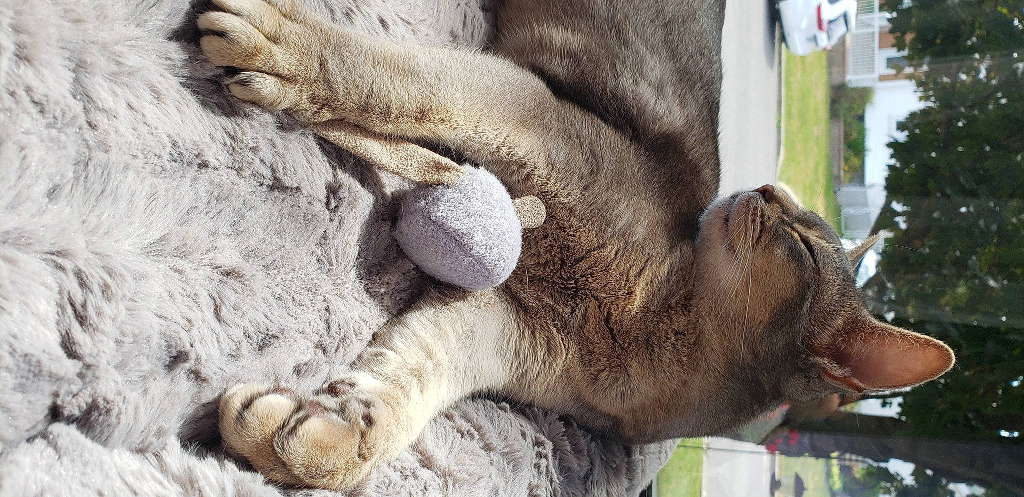 Jolie is registered to the contest to win money with this photo: cat, claw, fawn, felidae, fur, nap, natural_material, paw, sleep, small_to_medium_sized_cats, snout, terrestrial_animal