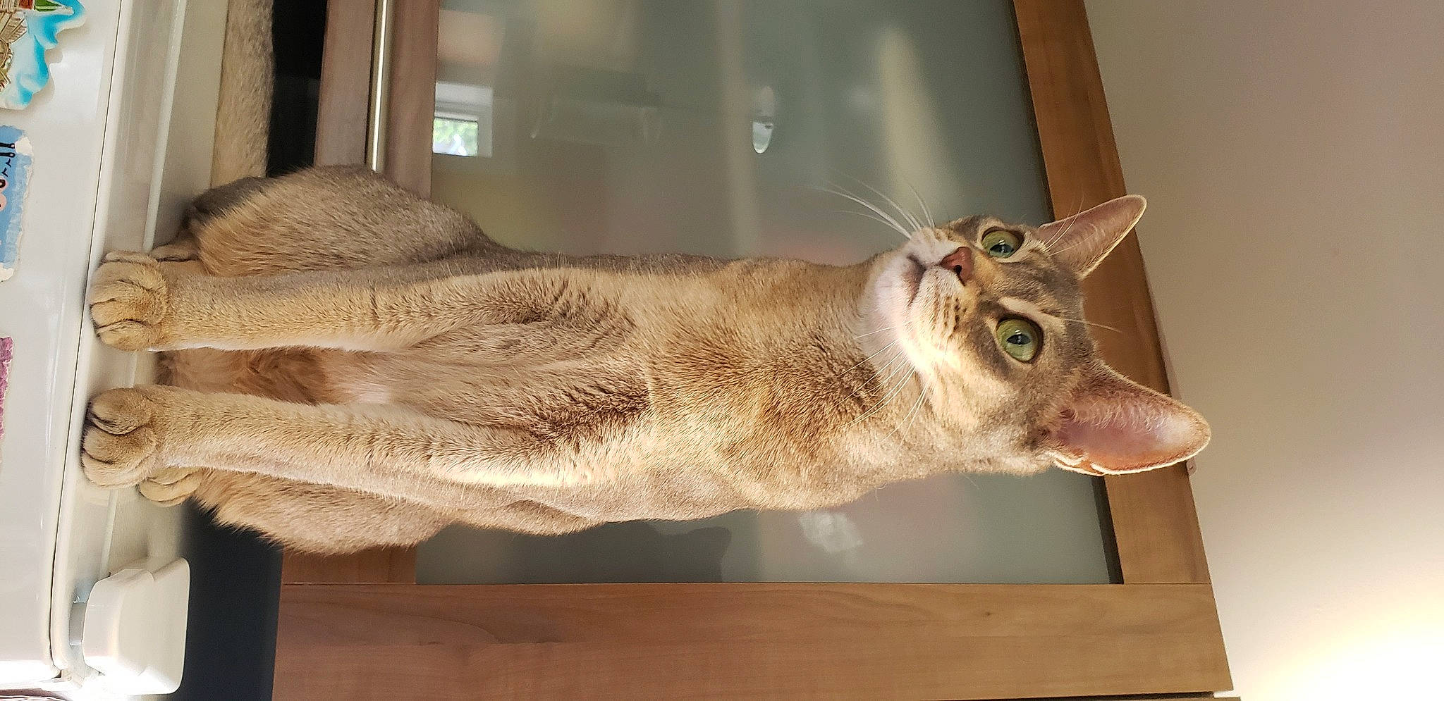 Jolie joined the competition — help win amazing prizes! beige, carnivore, cat, curious, domestic_short_haired_cat, fawn, felidae, fur, small_to_medium_sized_cats, snout, tail, terrestrial_animal, vertebrate, whiskers