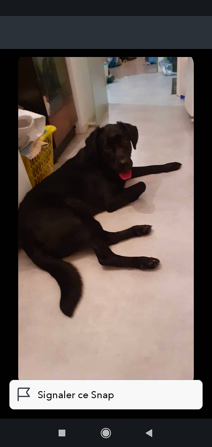 Safira a rejoint le concours — aidez-le/la à gagner de superbes lots ! borador, canidae, carnivore, companion_dog, dog, dog_breed, fawn, flooring, fur, gesture, guard_dog, labrador_retriever, liver, non_sporting_group, retriever, snout, sporting_group, tail, terrestrial_animal, working_animal