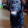 animal, black_dog, blanket, canine, chair, dog, domestic_animal, floor, furniture, happy, household, indoor, living_room, mammal, pet, smiling, table, tongue_out, toy, wall_art