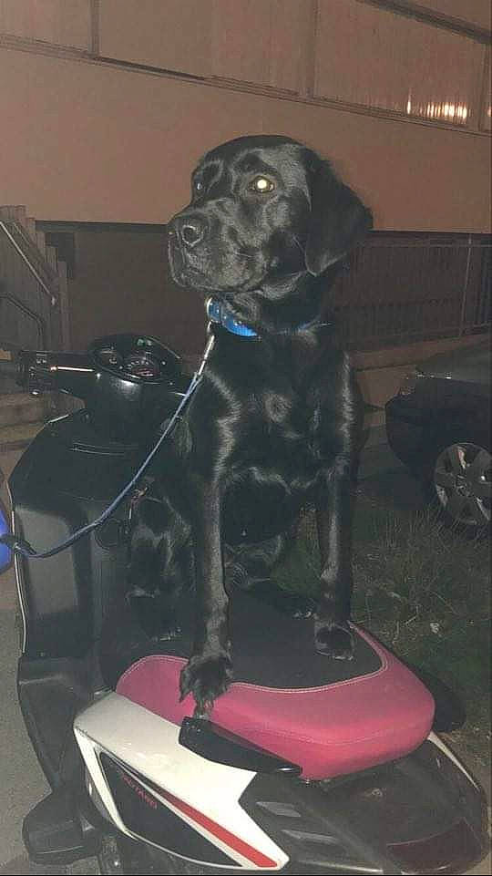 Safira a rejoint le concours — aidez-le/la à gagner de superbes lots ! bandog, cane_corso, canidae, carnivore, dog, dog_breed, fawn, fila_brasileiro, guard_dog, mammal, perro_de_presa_canario, sporting_group