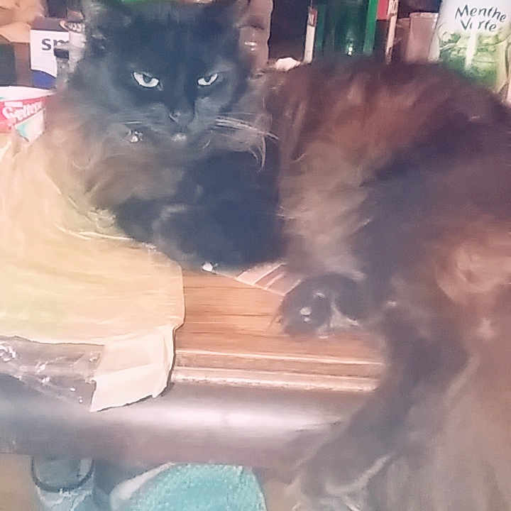 Kiara