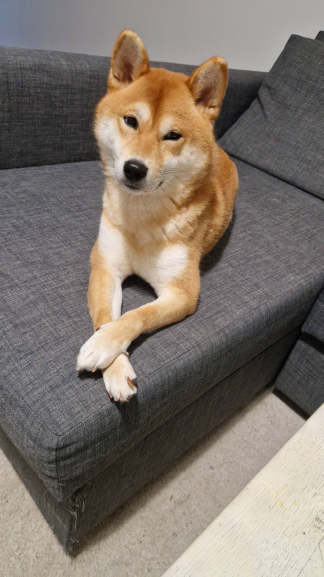 Uno a rejoint le concours — aidez-le/la à gagner de superbes lots ! accessories, animal, architecture, armchair, building, canine, chair, couch, cushion, dog, dogbed, furniture, homedecor, husky, indoors, interiordesign, livingroom, pet, puppy, room