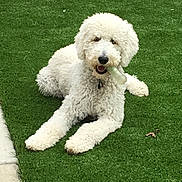 Cooper joined the competition — help win amazing prizes! dog, pet, white_fur, curly_fur, fluffy, laying_down, front_paws, chew_toy, green_grass, artificial_turf, backyard, pebbles, stone_border, collar, happy, mouth_open, portrait, closeup, outdoor, toy_ball