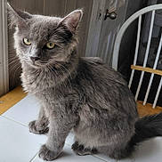 Cassie joined the competition — help win amazing prizes! cat, gray_cat, pet, animal, feline, sitting, indoors, tile_floor, chair, furniture, gray_fur, fluffy, green_eyes, whiskers, ears, tail, portrait, home, photograph, serious_expression