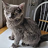 cat, gray_cat, pet, animal, feline, sitting, indoors, tile_floor, chair, furniture, gray_fur, fluffy, green_eyes, whiskers, ears, tail, portrait, home, photograph, serious_expression