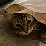 cat, tabby, paper_bag, curious, paw, carpet, indoor, pet, animal, feline, whiskers, ears, face, closeup, brown, black, striped, cute, cozy, playful