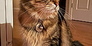 Shmoo joined the competition — help win amazing prizes! cat, tabby, fluffy, pet, indoor, wooden_floor, collar, bell, curious, sitting, feline, whiskers, ears, domestic_cat, home, furniture, door, brown, soft_fur, animal