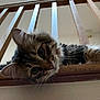 Shmoo is registered to the contest to win money with this photo: cat, tabby, whiskers, wooden_railing, stairs, pet, animal, curious, close_up, feline, indoor, looking_down, ears, fur, face, eyes, playful, home, resting, cute