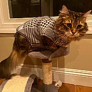 Shmoo is registered to the contest to win money with this photo: cat, tabby, sweater, pet, indoor, feline, fur, whiskers, animal, window, cat_tree, curious, brown, beige, wood_floor, cozy, cute, domestic, house, playful