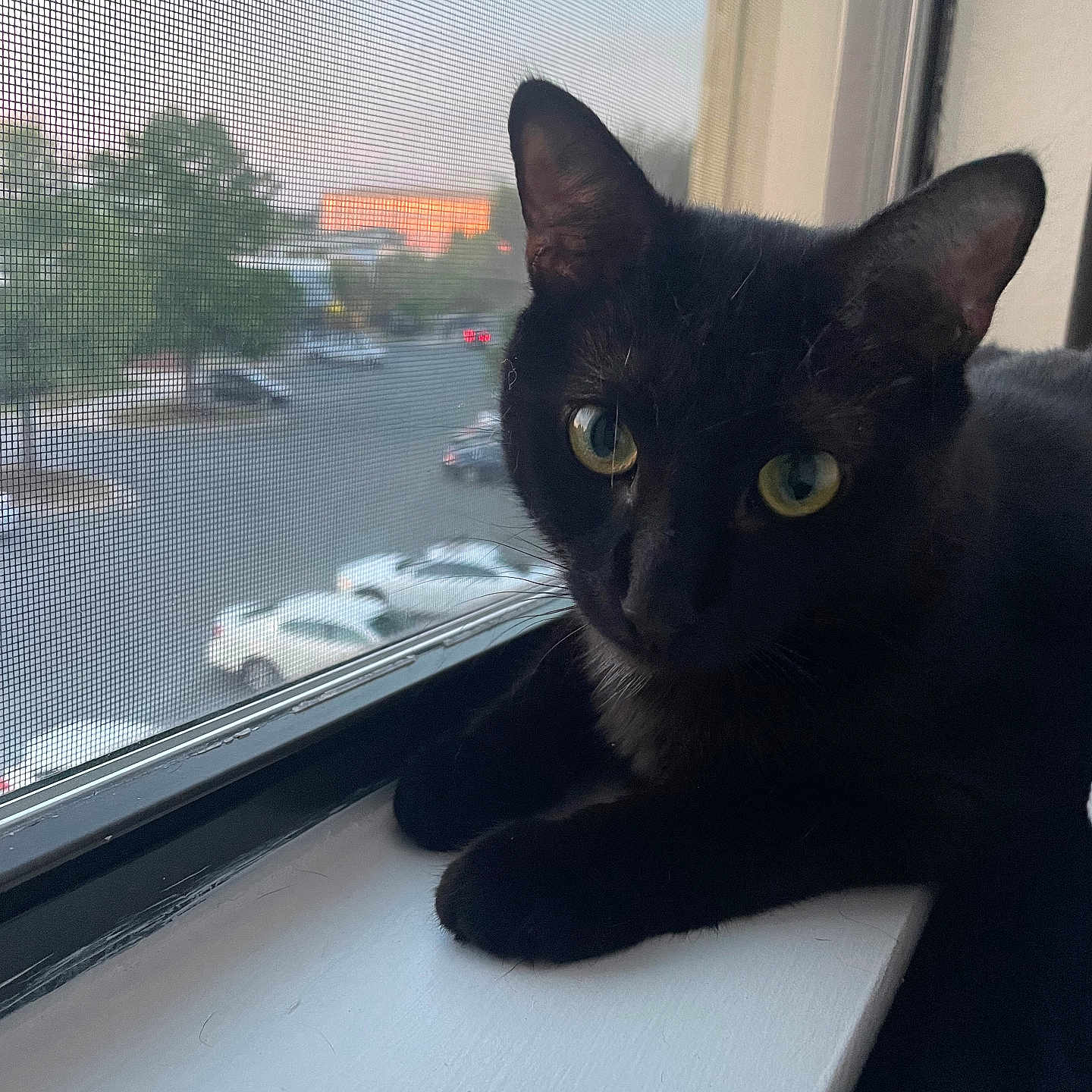 Boo joined the competition — help win amazing prizes! abyssinian, animal, blackcat, car, cat, egyptiancat, kitten, manx, pet, transportation, vehicle, window, windowsill